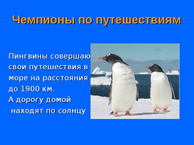 Чемпионы по путешествиям Пингвины совершают свои путешествия в море на расстояния до 1900 км. А дорогу домой  находят по солнцу