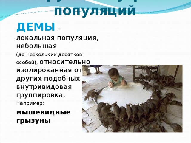 Группы внутри популяций ДЕМЫ – локальная популяция, небольшая (до нескольких десятков особей), относительно изолированная от других подобных внутривидовая группировка. Например: мышевидные грызуны 