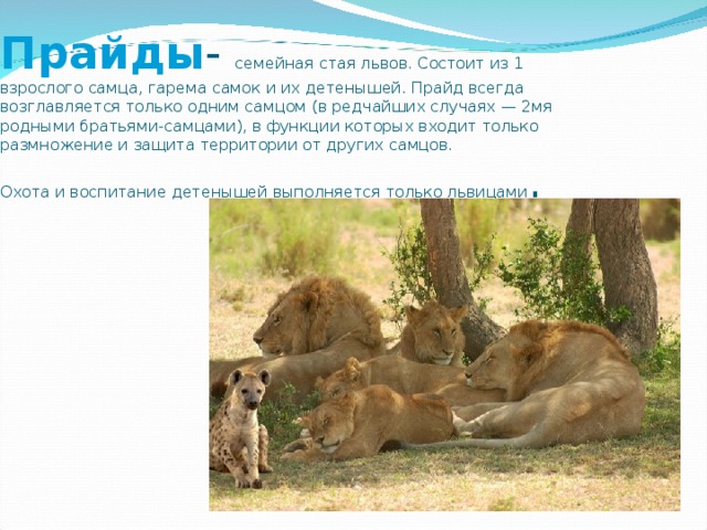 Прайды - семейная стая львов. Состоит из 1 взрослого самца, гарема самок и их детенышей. Прайд всегда возглавляется только одним самцом (в редчайших случаях — 2мя родными братьями-самцами), в функции которых входит только размножение и защита территории от других самцов.  Охота и воспитание детенышей выполняется только львицами . 