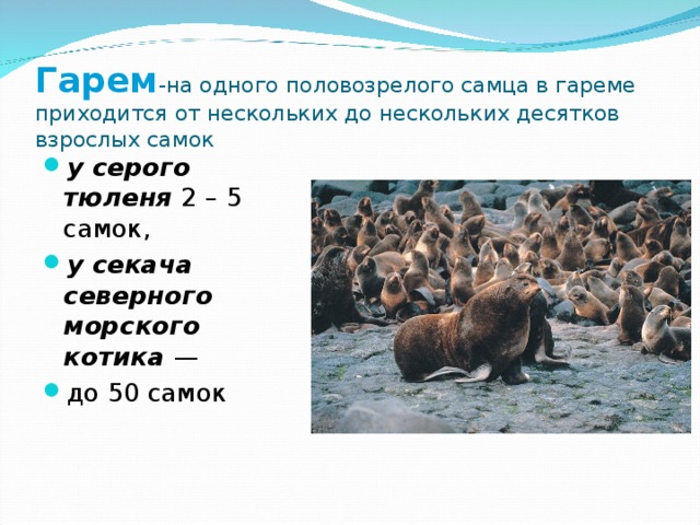 Гарем -на одного половозрелого самца в гареме приходится от нескольких до нескольких десятков взрослых самок у серого тюленя 2 – 5 самок, у секача северного морского котика — до 50 самок 