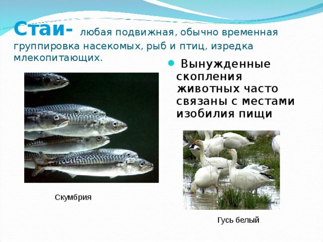 Стаи-  любая подвижная, обычно временная группировка насекомых, рыб и птиц, изредка млекопитающих.  Вынужденные скопления животных часто связаны с местами изобилия пищи Скумбрия Гусь белый 