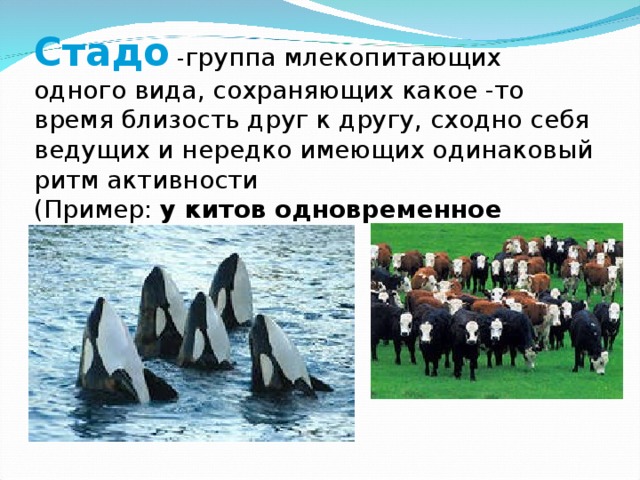 Стадо - группа млекопитающих одного вида, сохраняющих какое -то время близость друг к другу, сходно себя ведущих и нередко имеющих одинаковый ритм активности (Пример: у китов одновременное выныривание) 