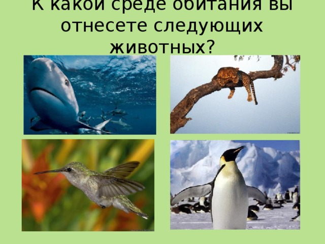 Следующего животного