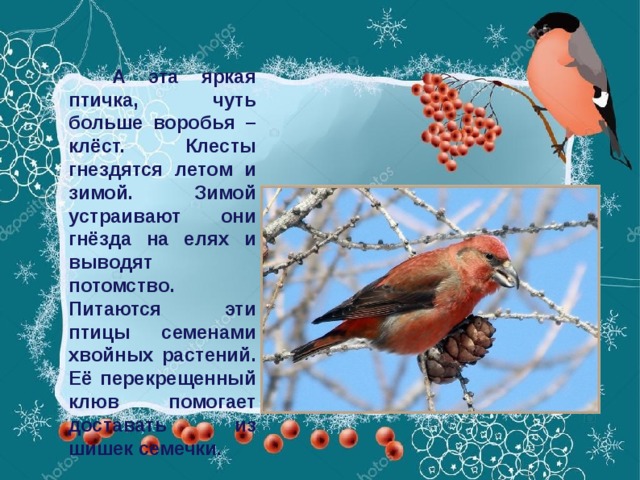 А эта яркая птичка, чуть больше воробья – клёст. Клесты гнездятся летом и зимой. Зимой устраивают они гнёзда на елях и выводят потомство. Питаются эти птицы семенами хвойных растений. Её перекрещенный клюв помогает доставать из шишек семечки .