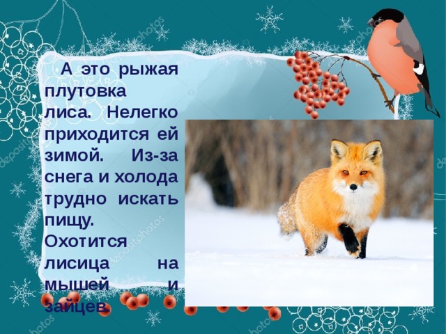 А это рыжая плутовка лиса. Нелегко приходится ей зимой. Из-за снега и холода трудно искать пищу. Охотится лисица на мышей и зайцев.