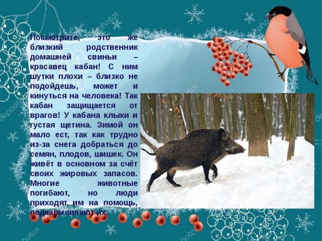 Посмотрите, это же близкий родственник домашней свиньи – красавец кабан! С ним шутки плохи – близко не подойдешь, может и кинуться на человека! Так кабан защищается от врагов! У кабана клыки и густая щетина. Зимой он мало ест, так как трудно из-за снега добраться до семян, плодов, шишек. Он живёт в основном за счёт своих жировых запасов. Многие животные погибают, но люди приходят им на помощь, подкармливают их.