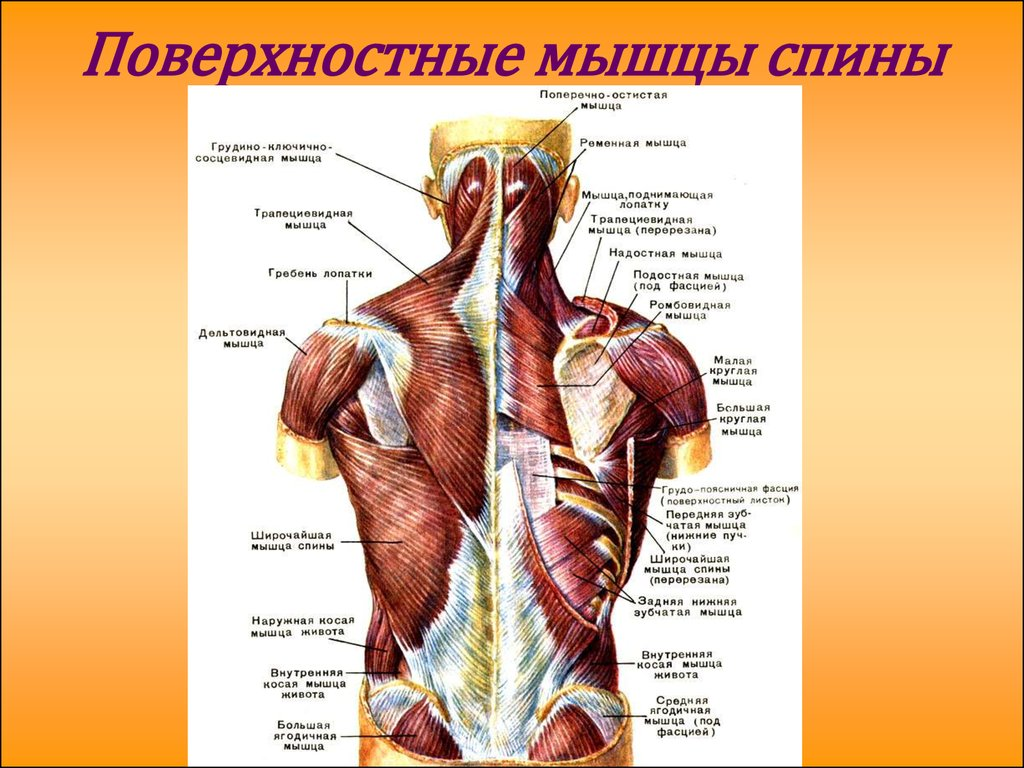 Спина картинка анатомия. Мышцы туловища анатомия вид сзади. Строение спины сзади у человека нервы и мышцы. Поверхностные мышцы шеи сзади анатомия. Поверхностные мышцы туловища человека спереди.