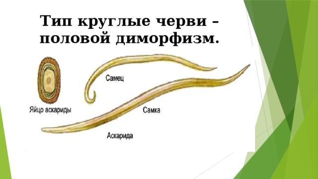 Тип круглые черви – половой диморфизм. 