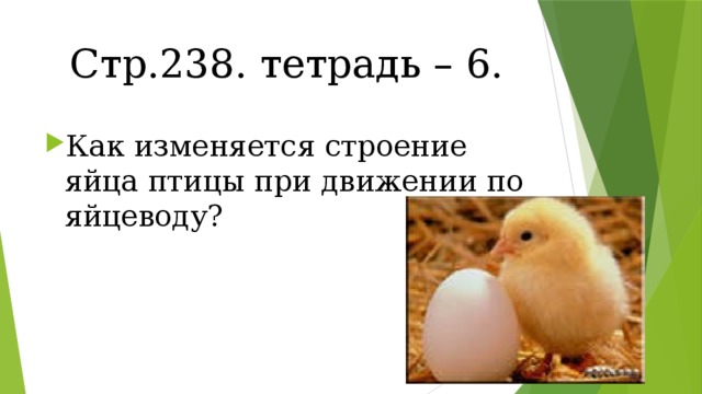 Стр.238. тетрадь – 6. Как изменяется строение яйца птицы при движении по яйцеводу? 