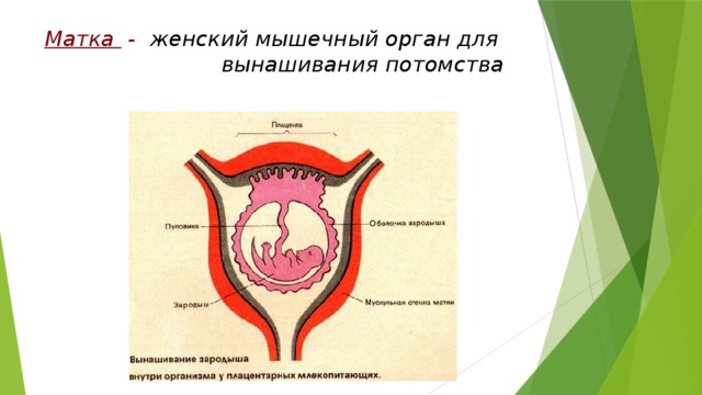 Матка -  женский мышечный орган для  вынашивания потомства 