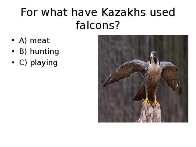 For what have Kazakhs used falcons? A) meat B) hunting C) playing 