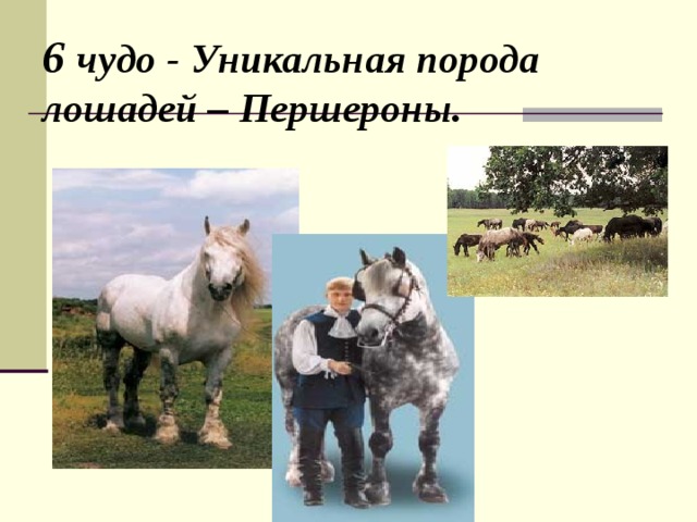 6 чудо - Уникальная порода лошадей – Першероны. 