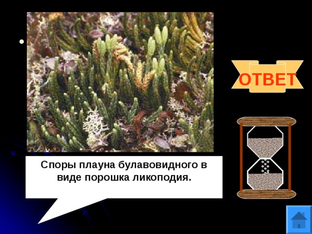 Вопрос 7 Споры какого растения использовались в качестве присыпки в медицине и металлургии? ОТВЕТ Споры плауна булавовидного в виде порошка ликоподия. 