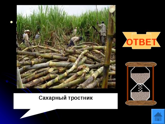 Вопрос 8 Один из воинов Александра Македонского писал об этом растении: «…производил мёд без помощи пчёл». Назовите это растение. ОТВЕТ Сахарный тростник 