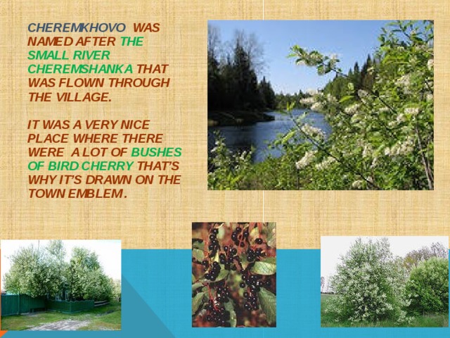 CHEREMKHOVO WAS NAMED AFTER THE SMALL RIVER CHEREMSHANKA THAT WAS FLOWN THROUGH THE VILLAGE.   IT WAS A VERY NICE PLACE WHERE THERE WERE A LOT OF BUSHES OF BIRD CHERRY THAT’S WHY IT’S DRAWN ON THE TOWN EMBLEM .    
