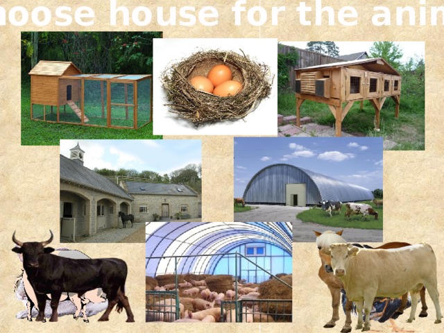 Choose house for the animal 
