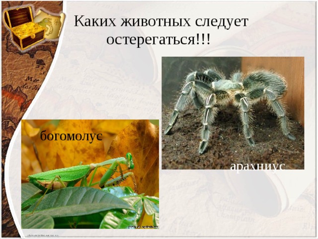  Каких животных следует остерегаться!!! богомолус арахниус 