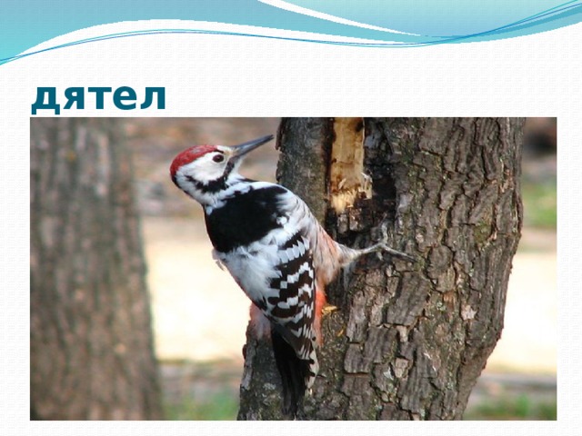 дятел 