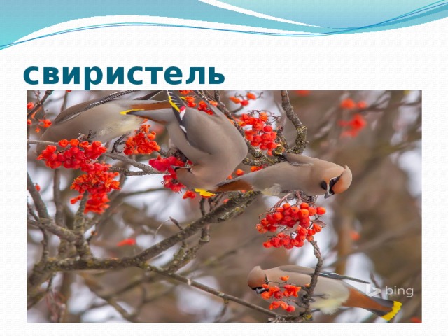 свиристель 