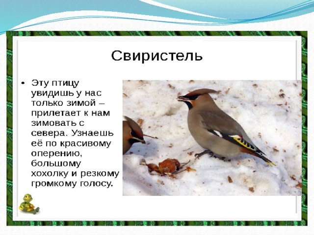 презентация Зимующие птицы нашего двора
