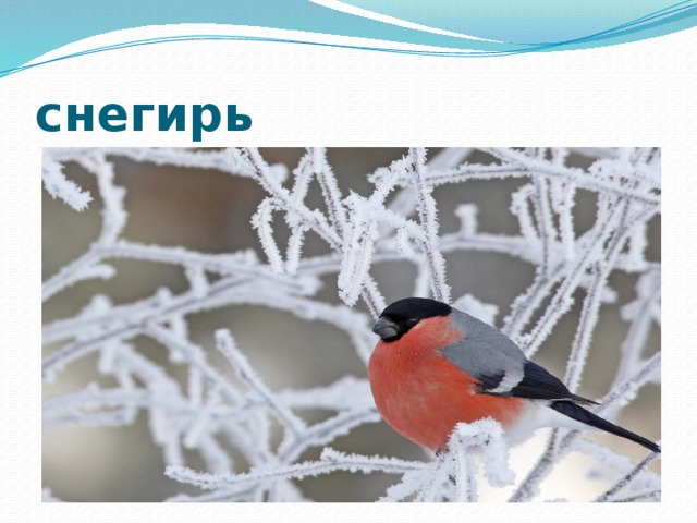снегирь 
