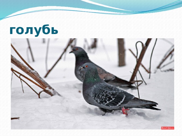 голубь 