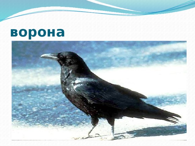 ворона 