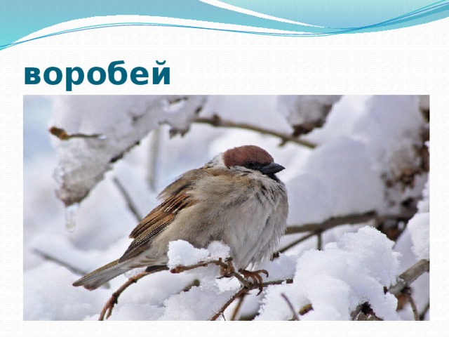 воробей 