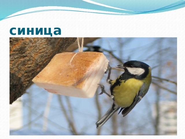 синица 