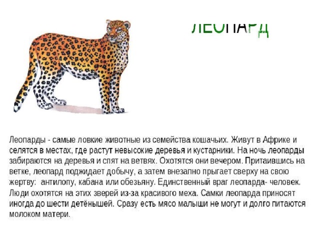 Какое свойство живых организмов изображено на рисунке леопард