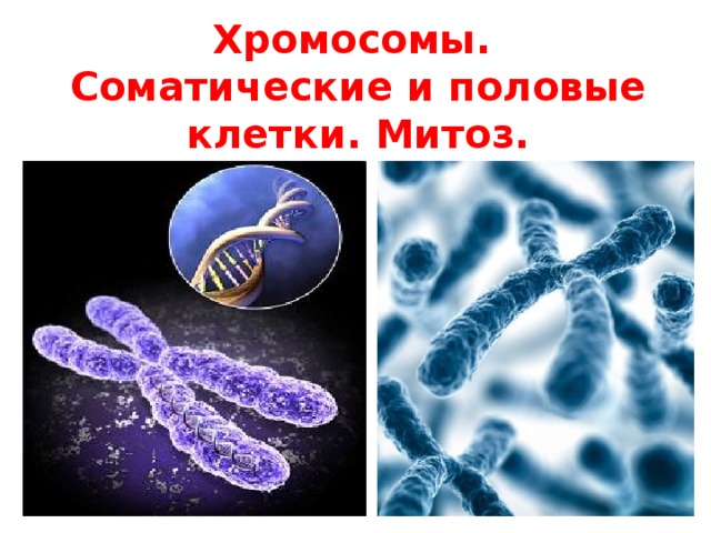 Хромосомы.  Соматические и половые клетки. Митоз. 