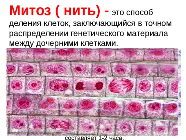 Митоз ( нить) -  это способ деления клеток, заключающийся в точном распределении генетического материала между дочерними клетками. Митоз Продолжительность митоза в большинстве клеток составляет 1-2 часа. 
