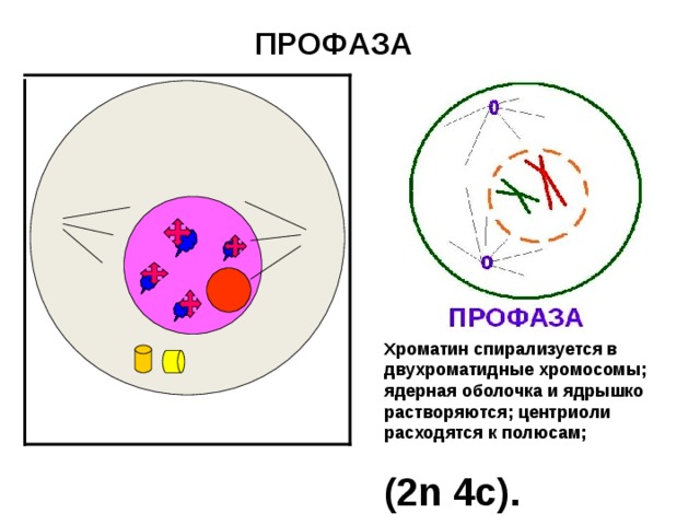  ПРОФАЗА Хроматин спирализуется в двухроматидные хромосомы; ядерная оболочка и ядрышко растворяются; центриоли расходятся к полюсам; (2 n 4c) .  