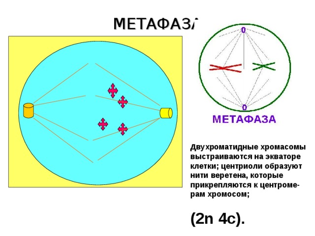 МЕТАФАЗА Двухроматидные хромасомы выстраиваются на экваторе клетки; центриоли образуют нити веретена, которые прикрепляются к центроме-рам хромосом; (2 n 4c) . 