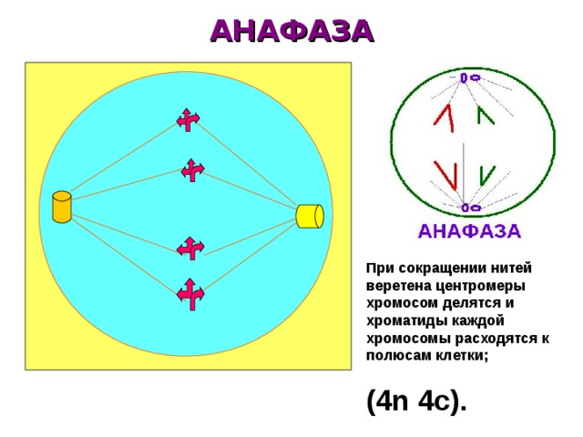 АНАФАЗА При сокращении нитей веретена центромеры хромосом делятся и хроматиды каждой хромосомы расходятся к полюсам клетки; ( 4n 4c) .  