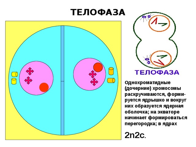 ТЕЛОФАЗА Однохроматидные (дочерние) хромосомы раскручиваются, форми-руется ядрышко и вокруг них образуется ядерная оболочка; на экваторе начинает формироваться перегородка; в ядрах 2 n2c . 