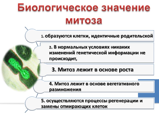 У какой клетки образуется клеточная перетяжка. Идентичные клетки митоза. Генетически идентичные клетки образуются. Биологическое значение митоза.