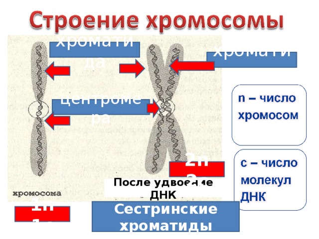 хроматида хроматин 2 центромера 1 3 5 4 2n 2c После удвоение ДНК 5 Сестринские хроматиды 1 n 1c 
