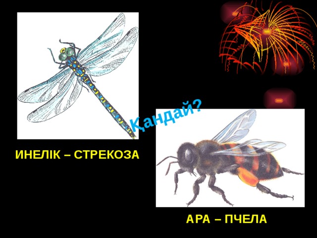 Қандай? ИНЕЛІК – СТРЕКОЗА АРА – ПЧЕЛА 