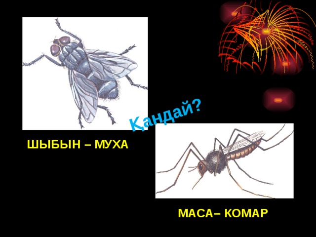 Қандай? ШЫБЫН – МУХА МАСА– КОМАР 