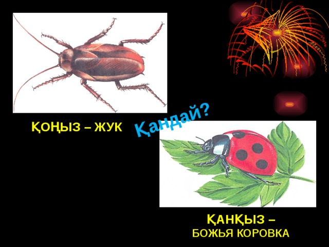 Қызыл қоңыз тех карта