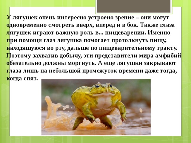 У лягушек очень интересно устроено зрение – они могут одновременно смотреть вверх, вперед и в бок. Также глаза лягушек играют важную роль в... пищеварении. Именно при помощи глаз лягушка помогает протолкнуть пищу, находящуюся во рту, дальше по пищеварительному тракту. Поэтому захватив добычу, эти представители мира амфибий обязательно должны моргнуть. А еще лягушки закрывают глаза лишь на небольшой промежуток времени даже тогда, когда спят. 