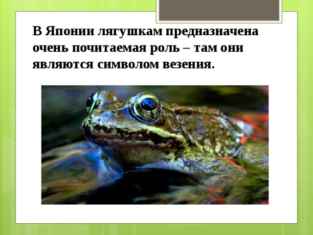 В Японии лягушкам предназначена очень почитаемая роль – там они являются символом везения. 