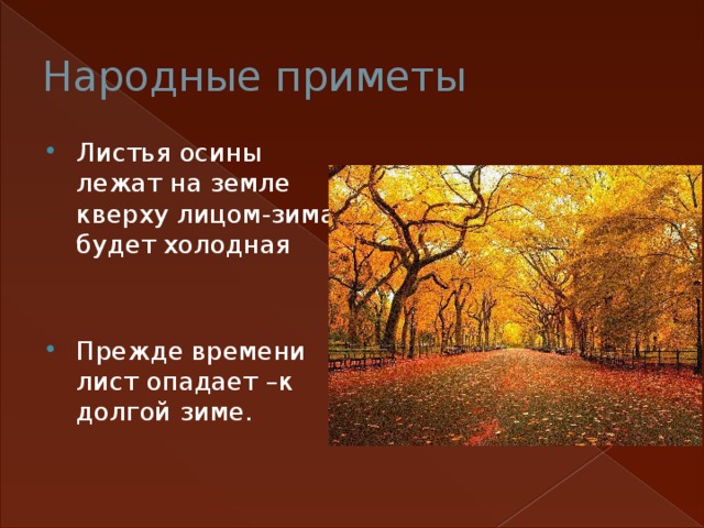 Народные приметы Листья осины лежат на земле кверху лицом-зима будет холодная Прежде времени лист опадает –к долгой зиме. 