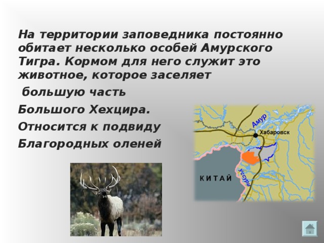 На территории заповедника постоянно обитает несколько особей Амурского Тигра. Кормом для него служит это животное, которое заселяет  большую часть Большого Хехцира. Относится к подвиду Благородных оленей