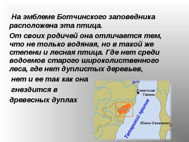 На эмблеме Ботчинского заповедника расположена эта птица. От своих родичей она отличается тем, что не только водяная, но в такой же степени и лесная птица. Где нет среди водоемов старого широколиственного леса, где нет дуплистых деревьев,  нет и ее так как она  гнездится в древесных дуплах