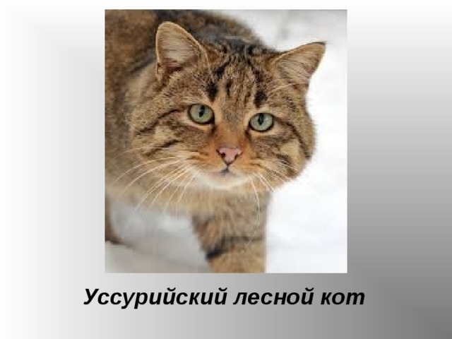 Уссурийский лесной кот