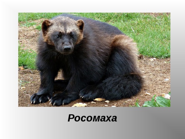 Росомаха