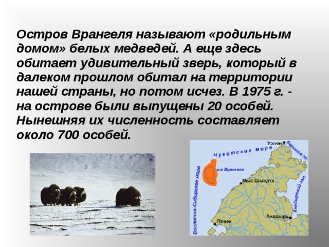 Остров врангеля описание. Остров Врангеля доклад. Заповедник остров Врангеля территория. Остров Врангеля проект. Рассказ о заповеднике России остров Врангеля.