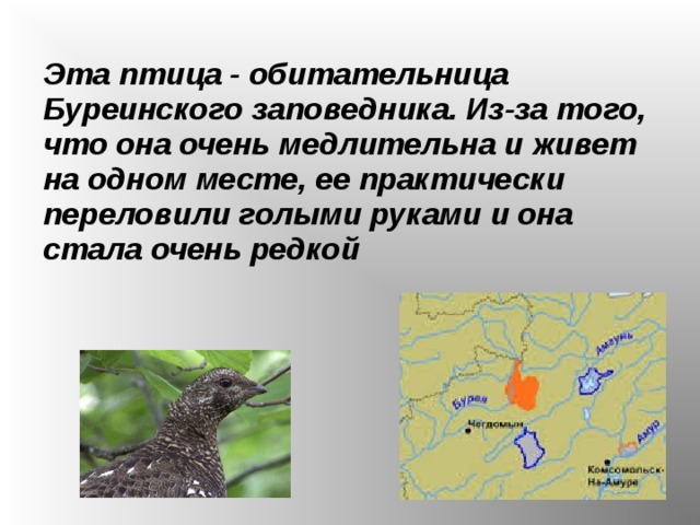 Эта птица - обитательница Буреинского заповедника. Из-за того, что она очень медлительна и живет на одном месте, ее практически переловили голыми руками и она стала очень редкой